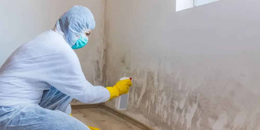 Mold Remediation image